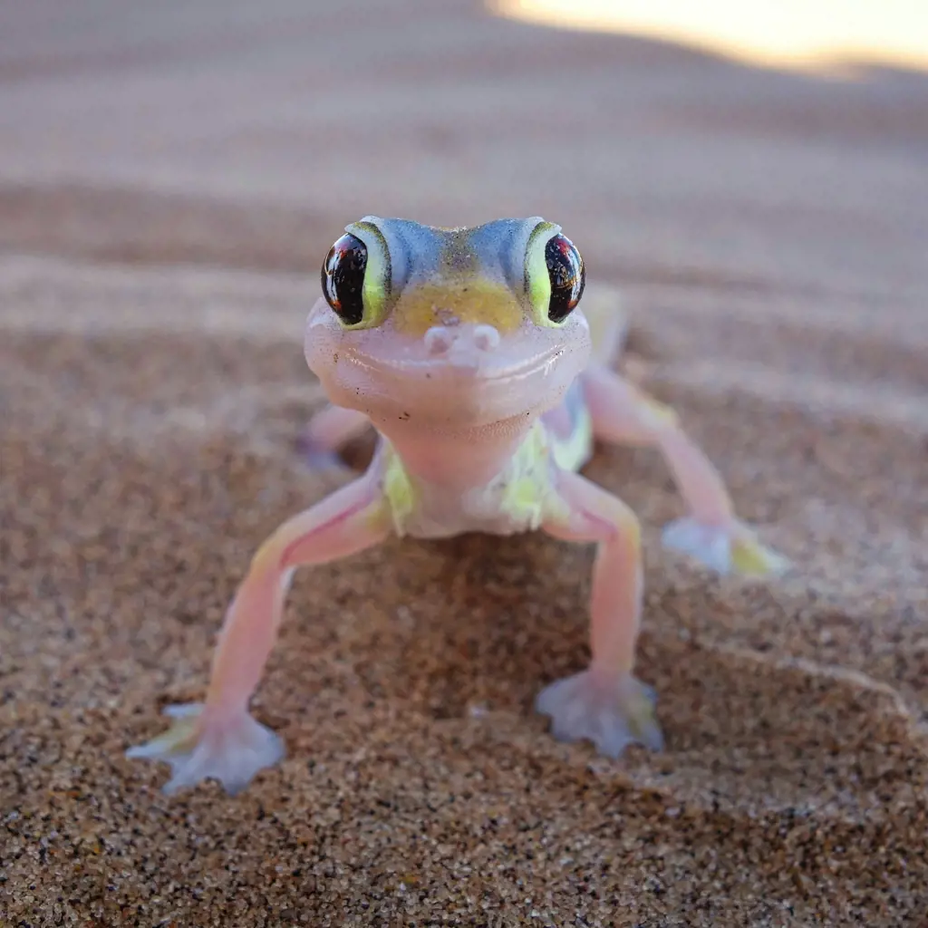 Erlebnisreisen Namibia